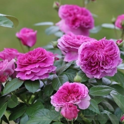 Парфюм Фловер Циркус (Parfum Flower Circus)