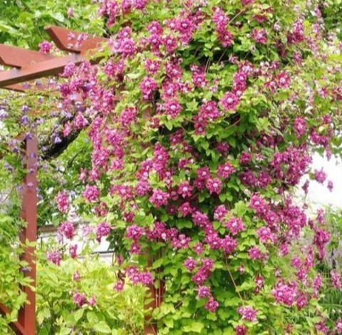 Клематис Пурпуреа 