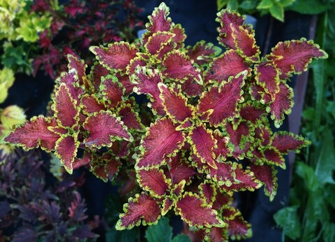 Caesar колеус КСР