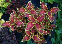 Caesar колеус КСР