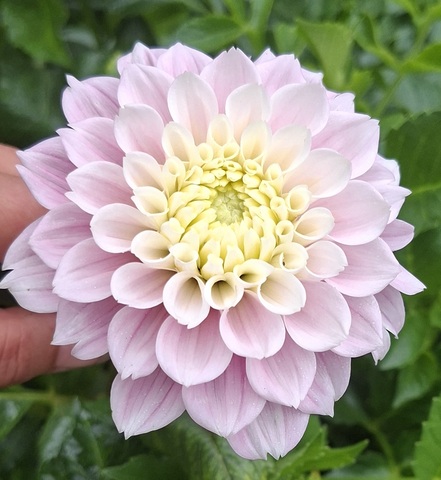 Георгин Свит Лове (Sweet Love)