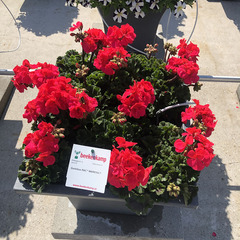 2806 Пеларгония зональная DARKLINE PAC MARENA (Весна 2026)