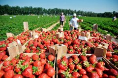 Продажа ягод клубники с доставкой в Иркутск