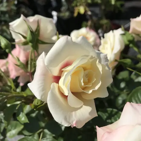 Ризинг Сан (Rising Sun)