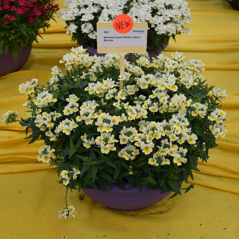 2605 Немезия SUN2 WHITE-YELLOW BICOLOR