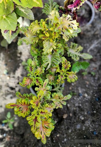 Город Бога ТМ колеус