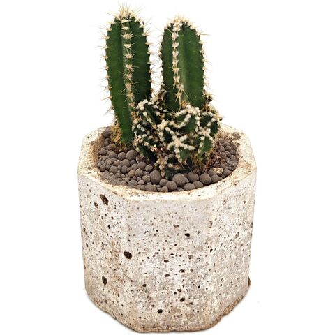 Живой кактус из коллекции EnjoyPlants D5,5 175481