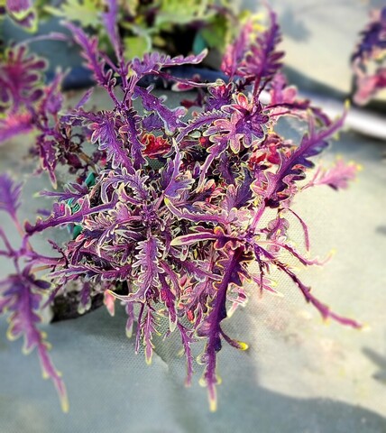 Chili Pepper Тай колеус КСР