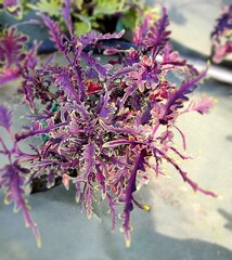 Chili Pepper Тай колеус КСР