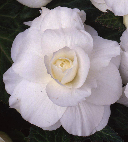 S2337 Бегония клубневая AmeriHybrid Ruffled White 5шт.