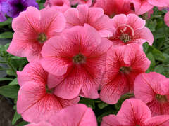 Петуния крупноцветковая лососевая с прожилками