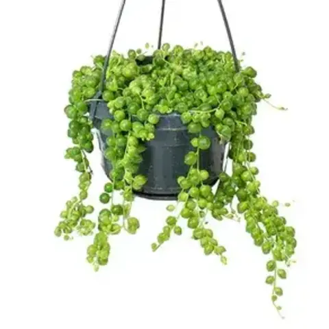 Крестовник (сенеций)