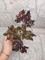 Black Magic Тай колеус КСР