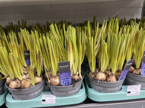 Мускари Голубой