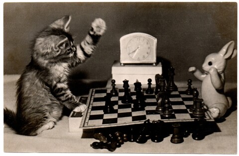 Фотооткрытка. Котята. Шахматы. Стихи. 1956 г. XF