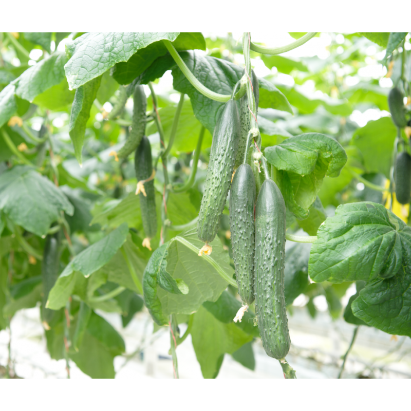 проф огурцов. проф огурцов. огурец «ажур f1». семена огурец зубренок f1. семена огурец русский стиль седек.