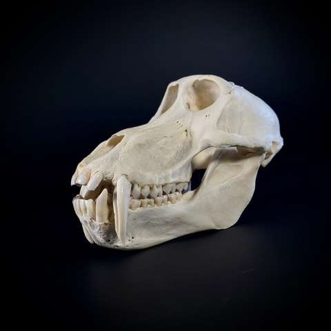 Череп бабуина