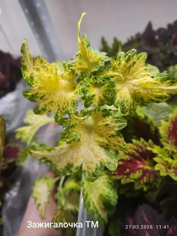 Зажигалочка ТМ