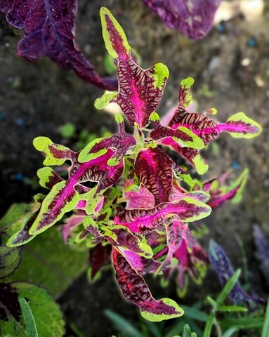 Спорт от The Flume колеус