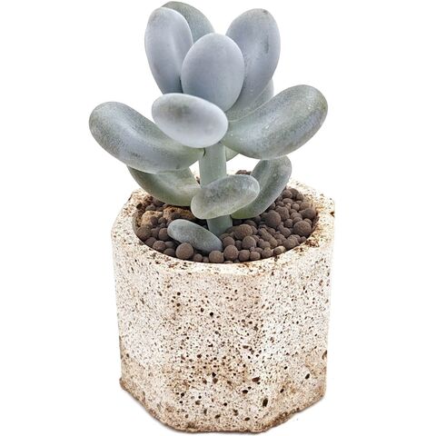 Суккулент Пахифитум Овиферум