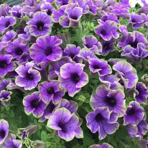 Петуния Happy Magic Blue with Green Edge