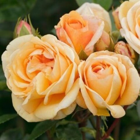 Сёркл оф Лайф(Circle of Life)