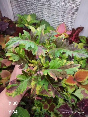 У 30 У 34 колеус