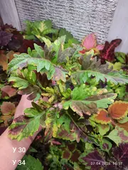 У 30 У 34 колеус