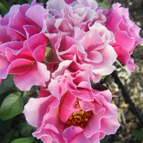 Роза миниатюрная Блю жикадо 
