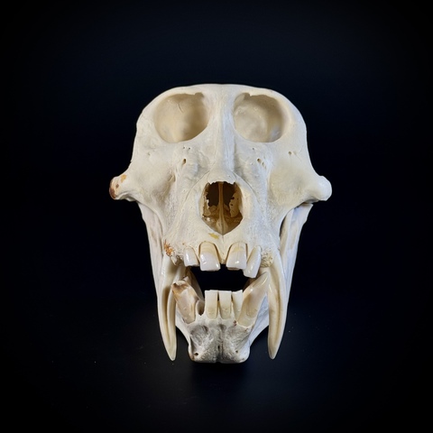 Череп бабуина