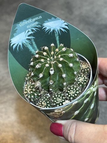 Эхинопсис Эрье