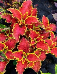 Caesar колеус КСР