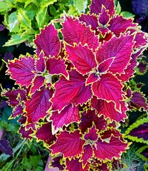 Crown Jewel колеус КСР