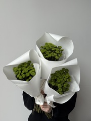 Охапка хризантемы в зеленом оттенке 10 шт