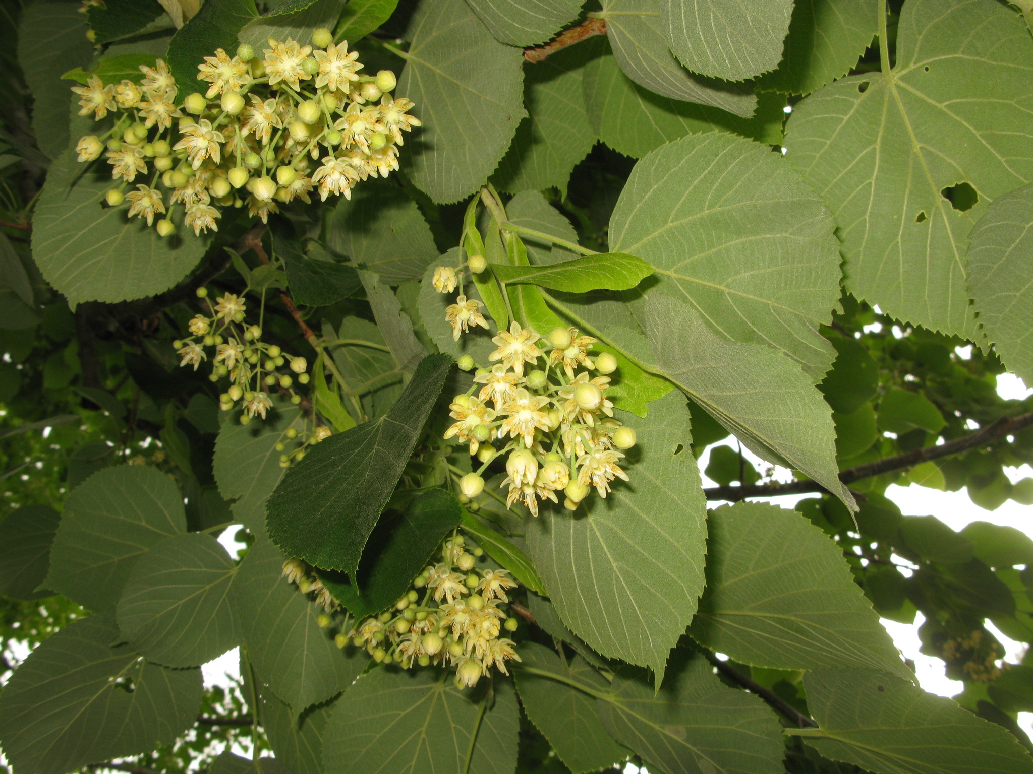 Купить семена Липа максимовича. Tilia maximowicziana | Семена и саженцы  Анатолия Орлова