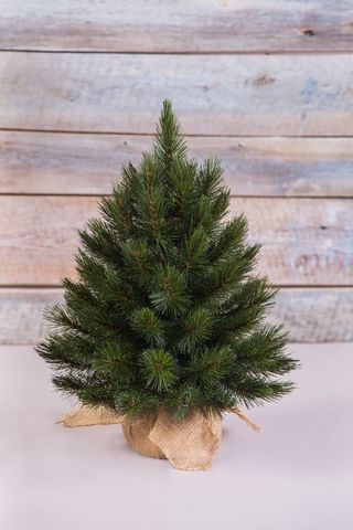 Ель Лесная красавица 60см в мешочке зеленая Triumph Tree