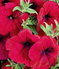 32488 Петуния ALPETUNIA RED VELVET