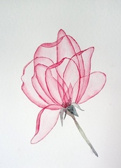 Прозрачный цветок