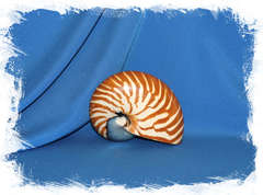 Наутилус Помпилиус, 10-12см, 1шт