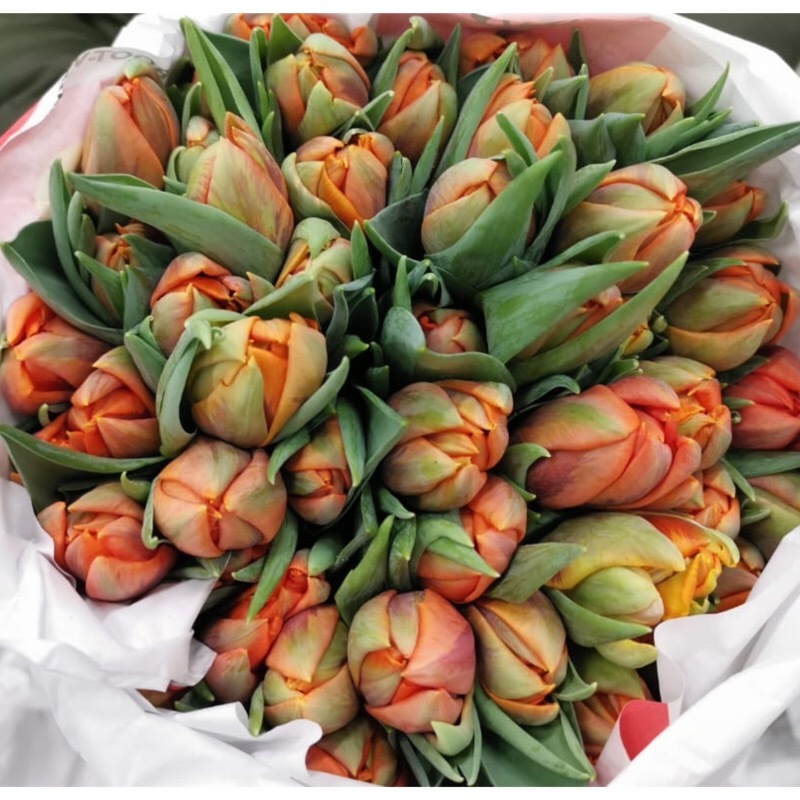 Тюльпаны пионовидные микс от 9шт