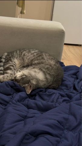 Максим — Отзыв Утяжеленное одеяло Gravio