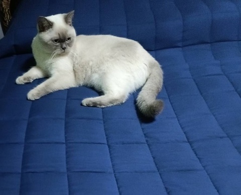 Евгения — Отзыв Утяжеленное одеяло Gravio