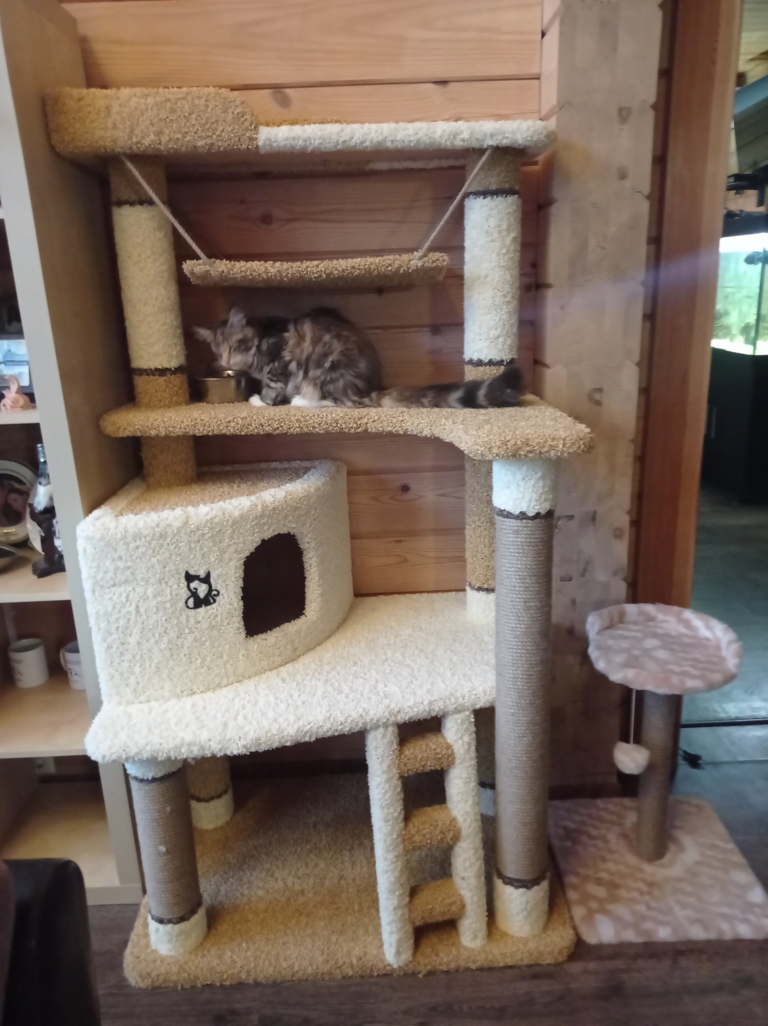 Домик для кошек когтеточки игровые комплексы Домик для кошки И-88  (мейн-кун) купить в интернет магазине по выгодным ценам 27130.0