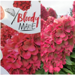 Бонфаер «Bloody Marie» С3