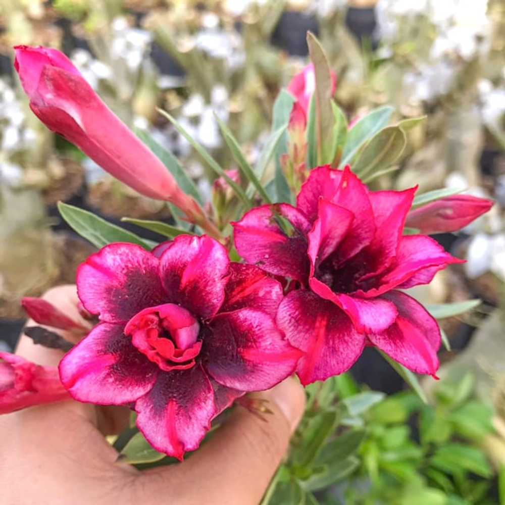 Адениум обесум 375