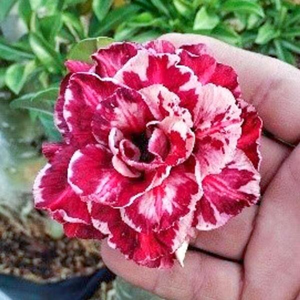 Адениум обесум 233 A1 Mutation