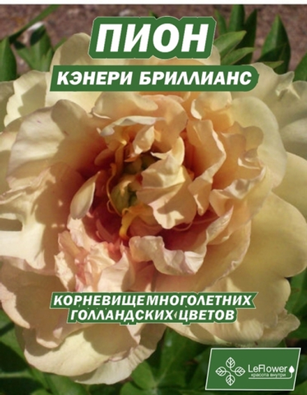 Пион Корневище, Кенери Бриллианс, 1шт