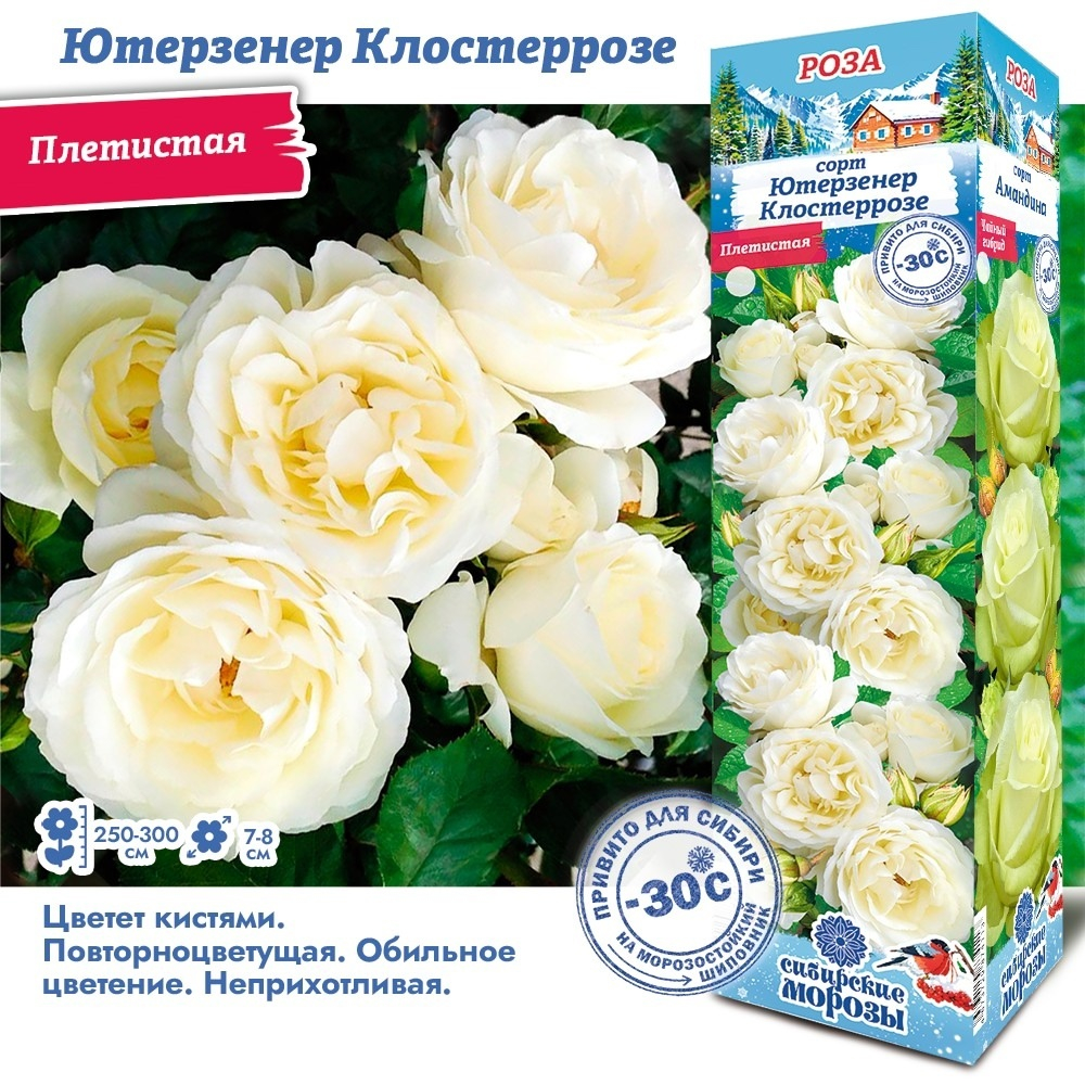 Роза Ютерзенер Клостеррозе (Плетистая)