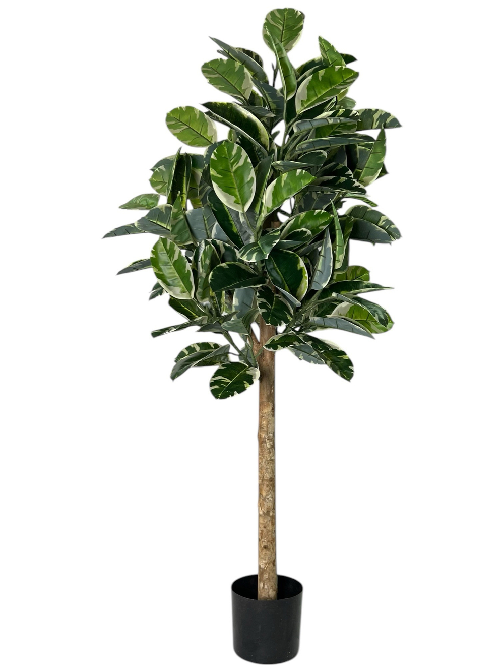 Фикус Эластика Тинеке 150 см.