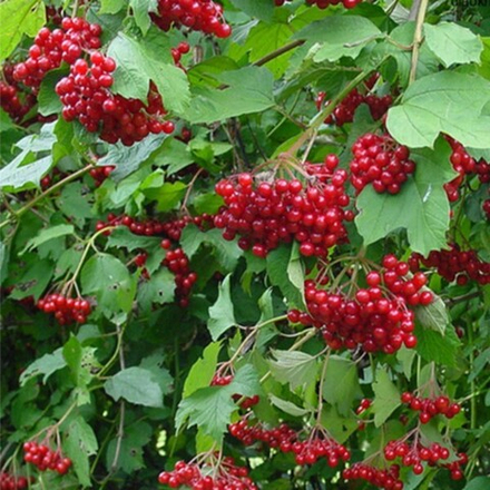 Калина красная Гордовина f 95 100-150
